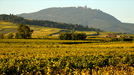 terroir buehl bergheim