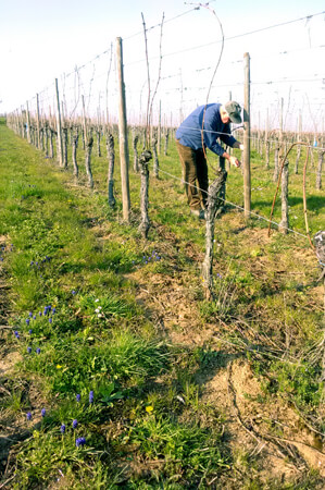 enherbement vigne alsace