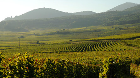 terroir gurenspeil bergheim