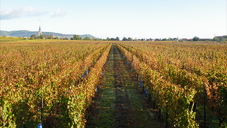 terroir maltzrpfad bergheim