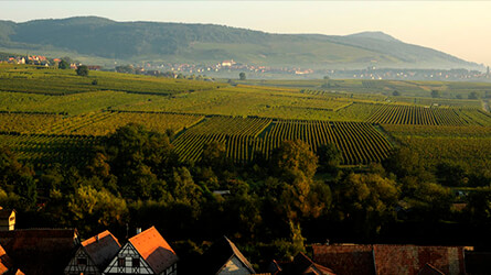 terroir hubuehl bergheim