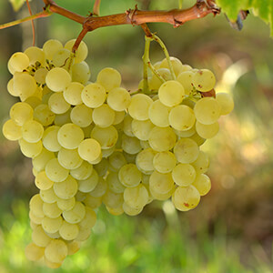 Muscat d'Alsace