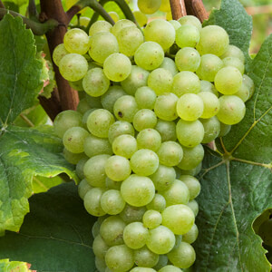 Pinot Blanc d'Alsace