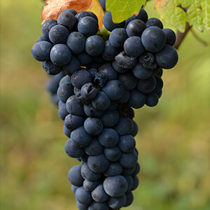 Pinot Noir Alsace