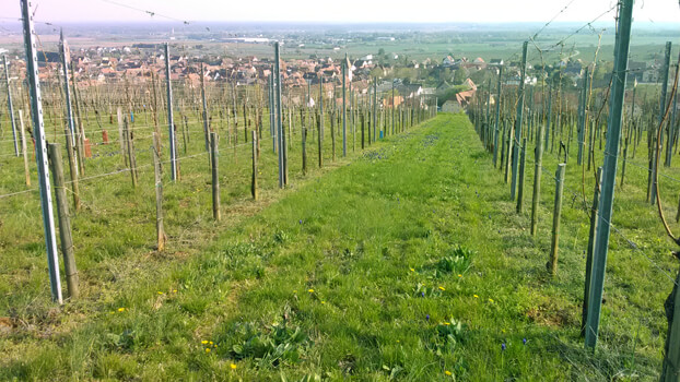 vin sans engrais chimique