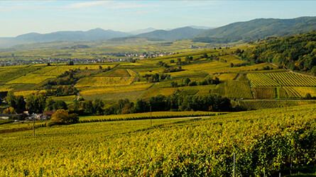 terroir saint georges bergheim