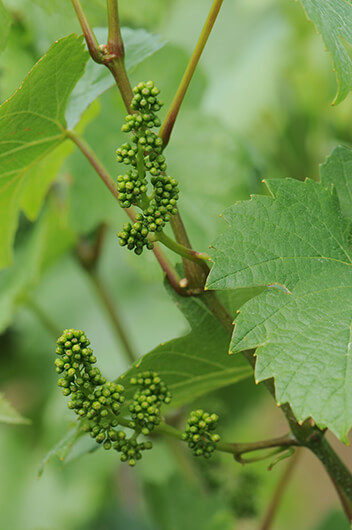 Domaine Kurtyka, Cave de la Route Romaine